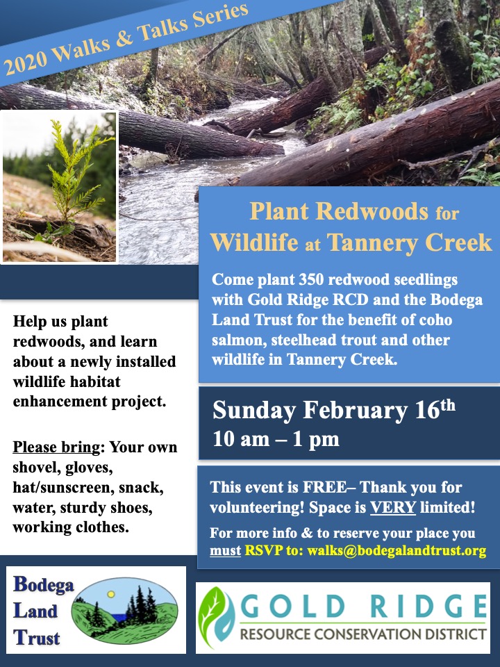 TreePlanting Feb2020